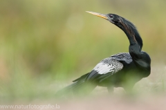 107 Schlangenhalsvogel - Anhinga