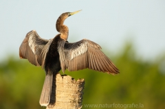 108 Schlangenhalsvogel - Anhinga