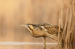 150 Rohrdommel - Botaurus stellaris