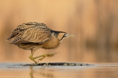 160 Rohrdommel - Botaurus stellaris