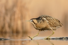 162 Rohrdommel - Botaurus stellaris