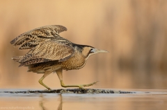 163 Rohrdommel - Botaurus stellaris