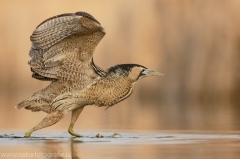 164 Rohrdommel - Botaurus stellaris