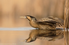 165 Rohrdommel - Botaurus stellaris