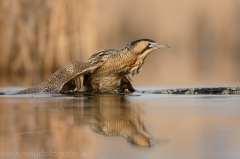 166 Rohrdommel - Botaurus stellaris