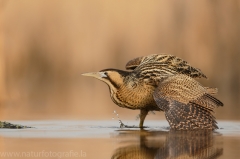 168 Rohrdommel - Botaurus stellaris