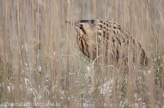 2 Rohrdommel - Botaurus stellaris