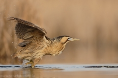 170 Rohrdommel - Botaurus stellaris