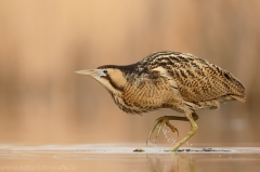 173 Rohrdommel - Botaurus stellaris