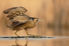 Vögel &raquo; Schreitvögel