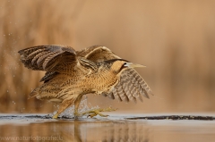 175 Rohrdommel - Botaurus stellaris