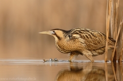 176 Rohrdommel - Botaurus stellaris