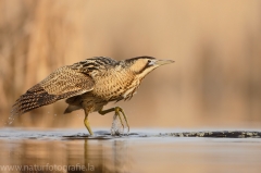 179 Rohrdommel - Botaurus stellaris