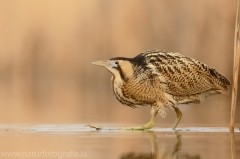 181 Rohrdommel - Botaurus stellaris