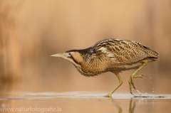 153 Rohrdommel - Botaurus stellaris