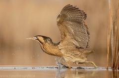 155 Rohrdommel - Botaurus stellaris