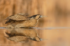 158 Rohrdommel - Botaurus stellaris