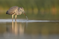 39 Graureiher - Ardea cinerea