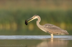 40 Graureiher - Ardea cinerea