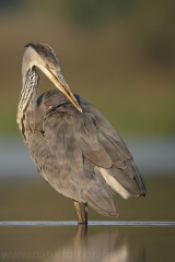 41 Graureiher - Ardea cinerea