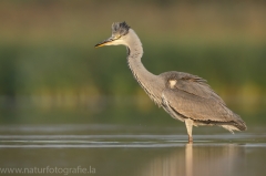 43 Graureiher - Ardea cinerea