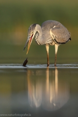 44 Graureiher - Ardea cinerea