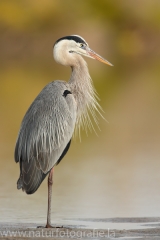 124 Kanadareiher - Ardea herodias