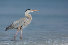 126 Kanadareiher - Ardea herodias