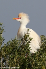 89 Kuhreiher - Bubulcus ibis