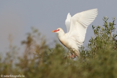 90 Kuhreiher - Bubulcus ibis