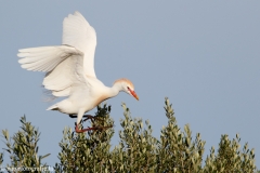 91 Kuhreiher - Bubulcus ibis