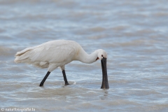 92 Löffler - Platalea leucorodia