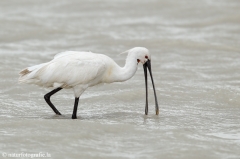 93 Löffler - Platalea leucorodia