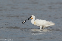 95 Löffler - Platalea leucorodia