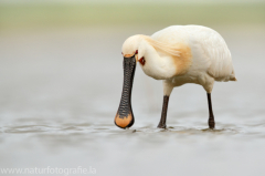 194 Löffler - Platalea leucorodia