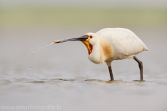 185 Löffler - Platalea leucorodia