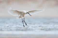 184 Löffler - Platalea leucorodia