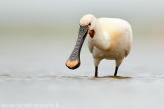 183 Löffler - Platalea leucorodia