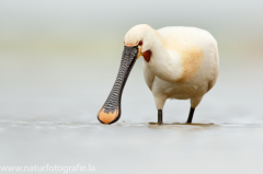 182 Löffler - Platalea leucorodia