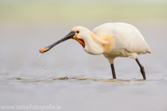 195 Löffler - Platalea leucorodia