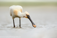 193 Löffler - Platalea leucorodia