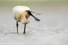 191 Löffler - Platalea leucorodia