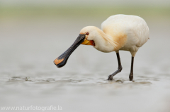 190 Löffler - Platalea leucorodia