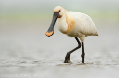 196 Löffler - Platalea leucorodia