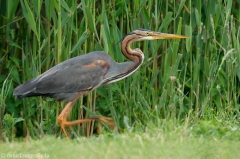 37 Purpurreiher - Ardea purpurea