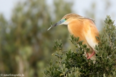 74 Rallenreiher - Ardeola ralloides