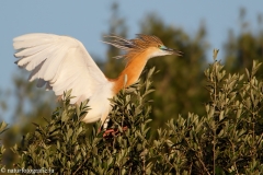 80 Rallenreiher - Ardeola ralloides