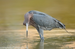 118 Rötelreiher - Egretta rufescens