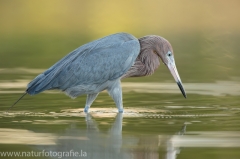 119 Rötelreiher - Egretta rufescens