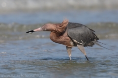 120 Rötelreiher - Egretta rufescens